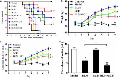 Scutellarin Enhances Antitumor Effects and Attenuates the Toxicity of Bleomycin in H22 Ascites Tumor-Bearing Mice